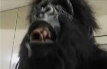 Две дикие обезьяны изнасиловали молодую девушку