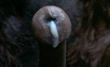 Чупакабра, а может горилла или обезьяна мутант хочет вонзить свой собачий член в пизду потерпевшей