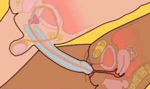Как правильно трахаться? - Познавательное, образовательное видео для быдло и девственников онанистов
