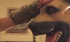 Немецкая овчарка возбудилась, что аж слюни закапали с длинного, красного языка - Это самая ебанутая ролевая игра, которую я видел